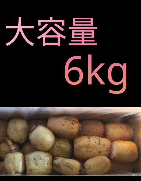 茨城県 産直れんこん 大容量6kg