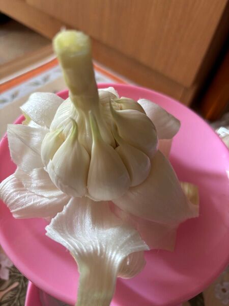 おじいちゃんが孫の為に栽培期間に農薬不使用で作ったにんにく