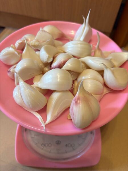 おじいちゃんが孫の為に栽培期間に農薬不使用で作ったにんにく