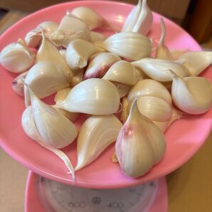 おじいちゃんが孫の為に栽培期間に農薬不使用で作ったにんにく