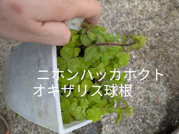 ニホンハッカハッカホクト抜き苗とオキザリス球根セット抜き苗