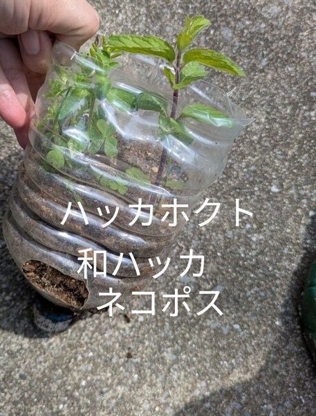 ハッカホクト抜き苗匿名配送