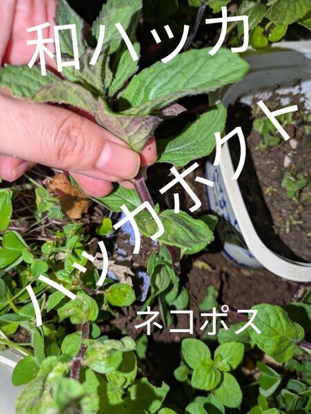 ハッカホクト抜き苗ネコポスつまんでいるのをお届け