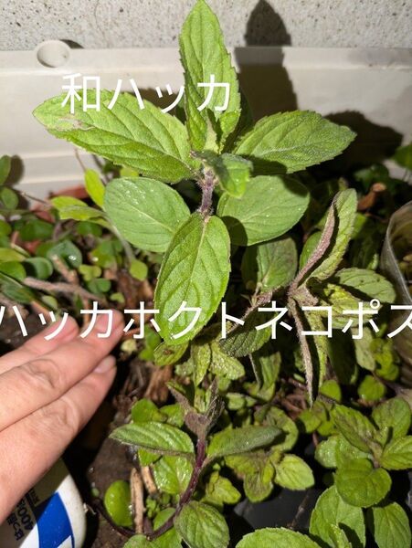 ハッカホクト抜き苗つまんでるのをお届け