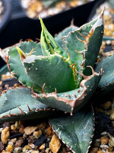 アガベ チタノタ ブツブツ ノーネーム Agave titanota 検)冰雹 麻花龍 オテロイ オアハカ