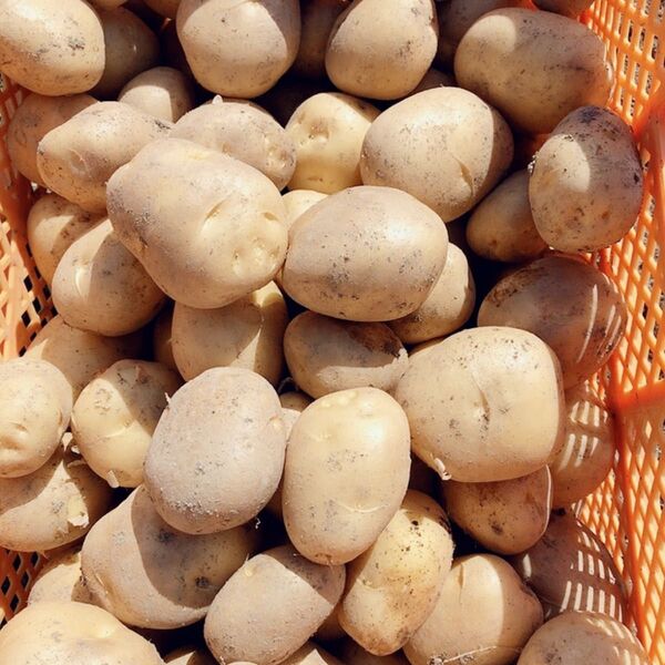 鹿児島県産 新じゃがいも10キロ