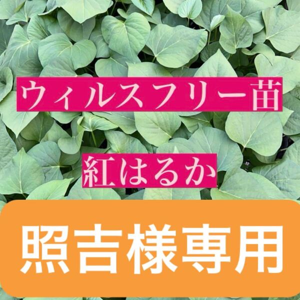 さつまいも苗【紅はるか】300本
