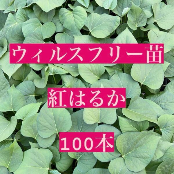 さつまいも苗【紅はるか】100本