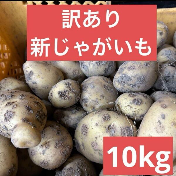 鹿児島県産 訳あり新じゃがいも10キロ