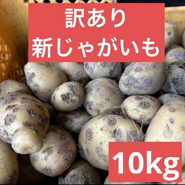 鹿児島県産 訳あり新じゃがいも10キロ