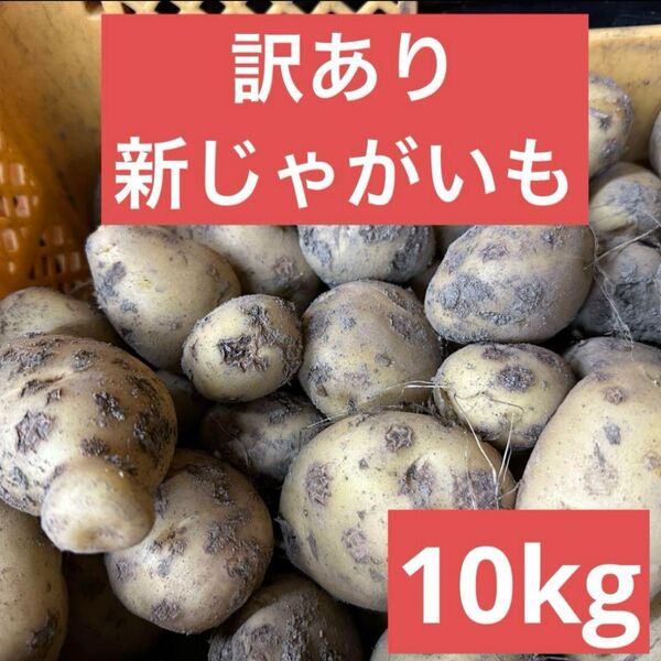 鹿児島県産 訳あり新じゃがいも10キロ
