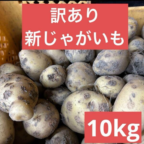 鹿児島県産 訳あり新じゃがいも10キロ