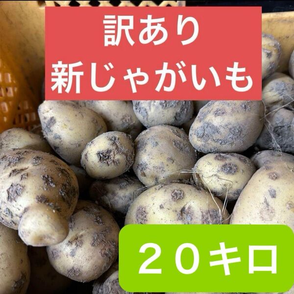鹿児島県産 訳あり新じゃがいも20キロ