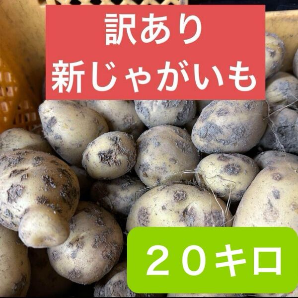鹿児島県産 訳あり新じゃがいも20キロ