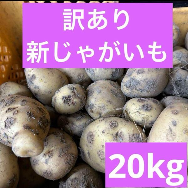 鹿児島県産 訳あり新じゃがいも10キロ