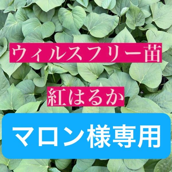 さつまいも苗【紅はるか】200本