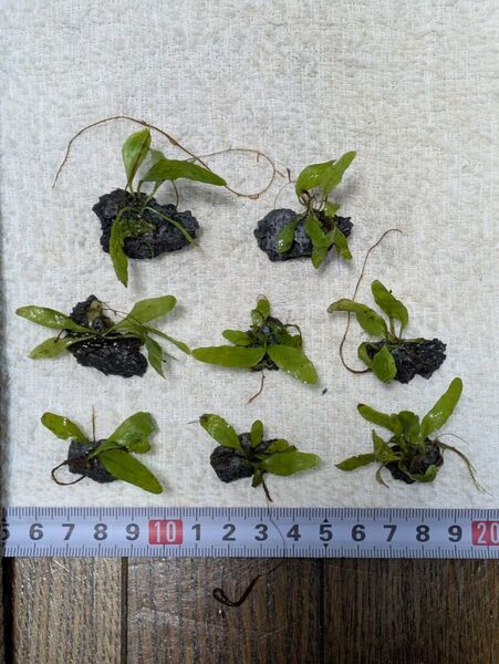 ミクロソリウム プテロプス、溶岩石付き8株