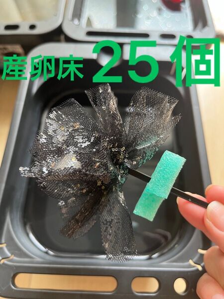 メダカ産卵床 25個 浮き付 コロたまボール メダカ