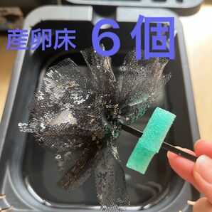 メダカ産卵床 6個 浮き付 コロたまボール メダカ