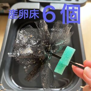 メダカ産卵床 6個 浮き付 コロたまボール メダカ