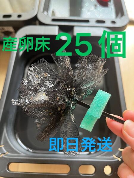 メダカ産卵床 25個 浮き付 コロたまボール メダカ
