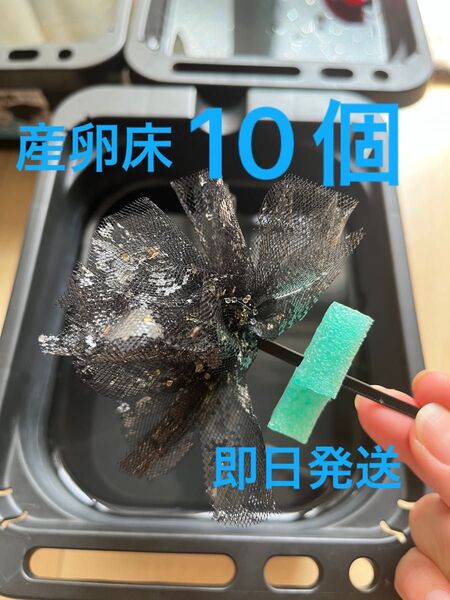 メダカ産卵床 10個 浮き付 コロたまボール メダカ