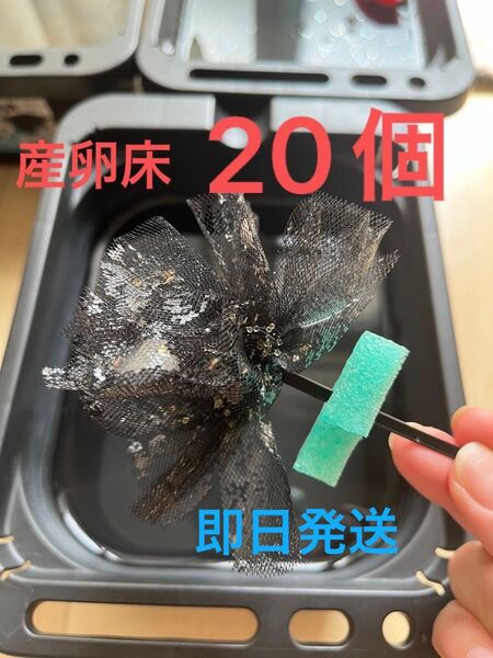 メダカ産卵床 20個 浮き付 コロたまボール メダカ 飼育
