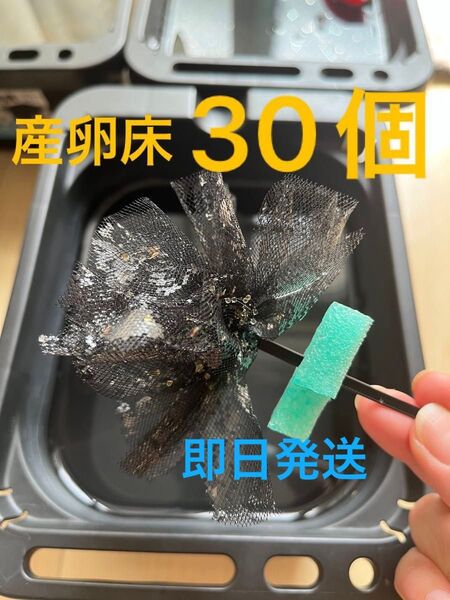メダカ産卵床 30個 浮き付 コロたまボール メダカ