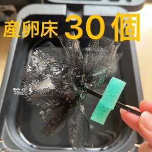 メダカ産卵床 30個 浮き付 コロたまボール メダカ 飼育