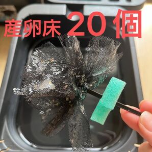 メダカ産卵床 20個 浮き付 コロたまボール メダカ 飼育