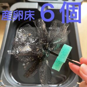 メダカ産卵床 6個 浮き付 コロたまボール メダカ 飼育