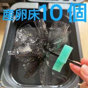 メダカ産卵床 10個 浮き付 コロたまボール メダカ、飼育