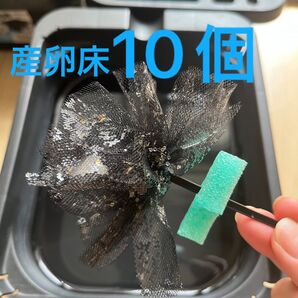 メダカ産卵床 10個 浮き付 コロたまボール メダカ、飼育