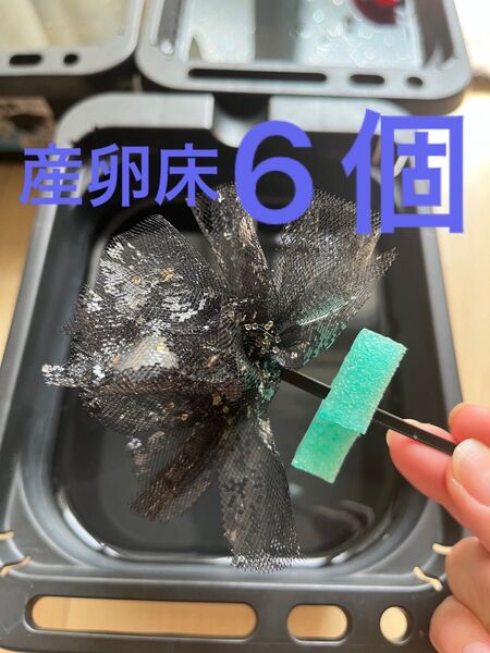 メダカ産卵床 6個 浮き付 コロたまボール メダカ、飼育