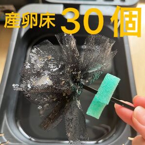 メダカ産卵床 30個 浮き付 コロたまボール メダカ 飼育