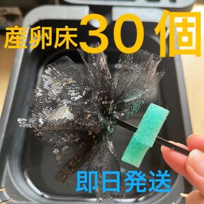 メダカ産卵床 30個 浮き付 コロたまボール メダカ 飼育