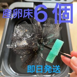 メダカ産卵床 6個 浮き付 コロたまボール メダカ 飼育