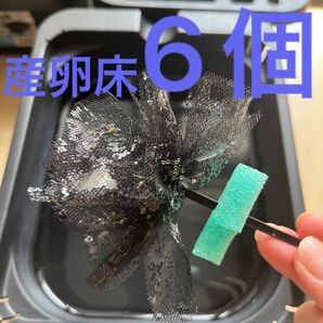 メダカ産卵床 6個 浮き付 コロたまボール メダカ 飼育