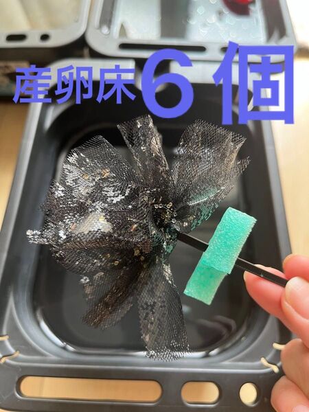メダカ産卵床 6個 浮き付 コロたまボール メダカ 飼育
