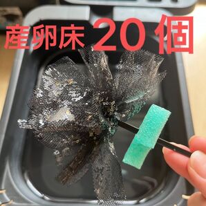 メダカ産卵床 20個 浮き付 コロたまボール メダカ 飼育