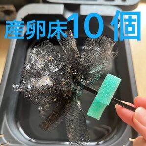 メダカ産卵床 10個 浮き付 コロたまボール メダカ 飼育