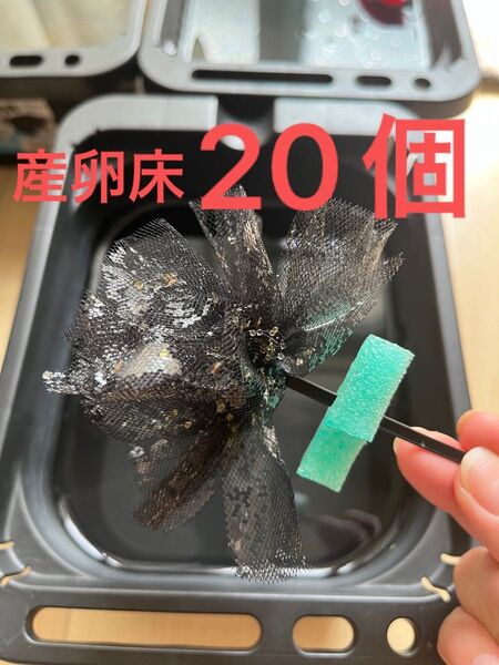 メダカ産卵床 20個 浮き付 コロたまボール メダカ 飼育