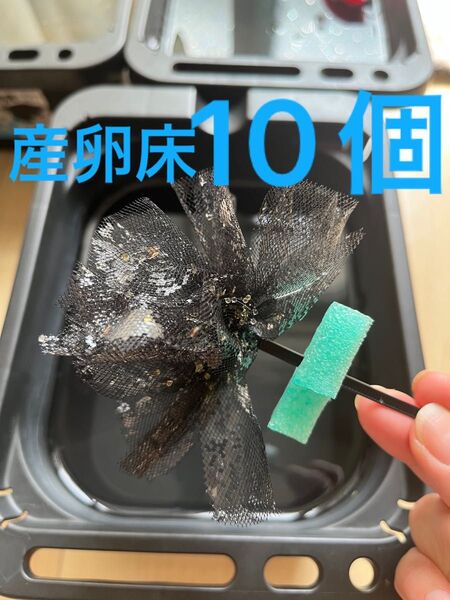 メダカ産卵床 10個 浮き付 コロたまボール メダカ 飼育