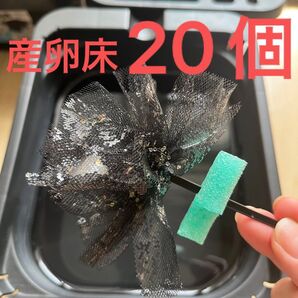 メダカ産卵床 20個 浮き付 コロたまボール メダカ 飼育