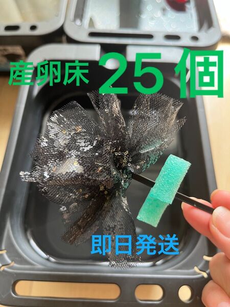 メダカ産卵床 25個 浮き付 コロたまボール メダカ 飼育
