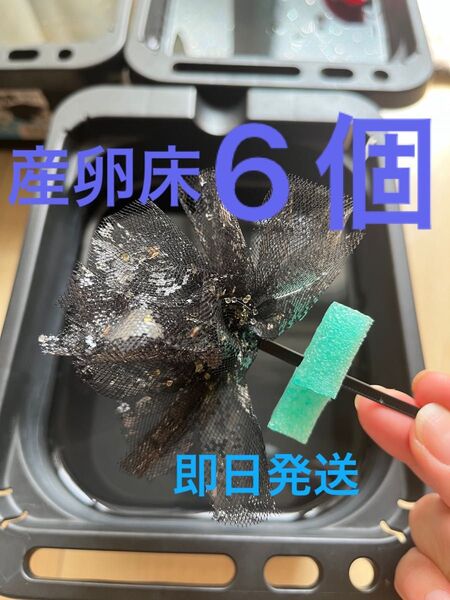 メダカ産卵床 6個 浮き付 コロたまボール メダカ 飼育