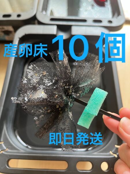 メダカ産卵床 10個 浮き付 コロたまボール メダカ 飼育
