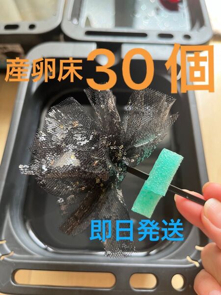 メダカ産卵床 30個 浮き付 コロたまボール メダカ 飼育