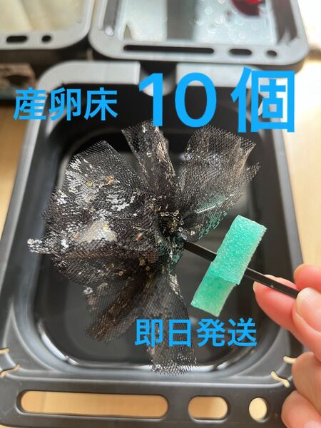 メダカ産卵床 10個 浮き付 コロたまボール メダカ 飼育