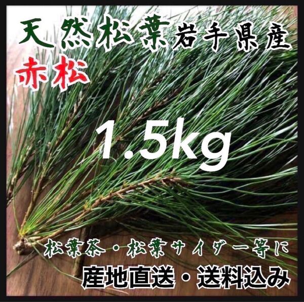 【産地直送松葉】1.5kg 松葉茶 健康茶 サイダーにも 松茸の生える岩手県産 健康茶 松葉茶 松の葉岩手県産松葉 採れたて 赤松